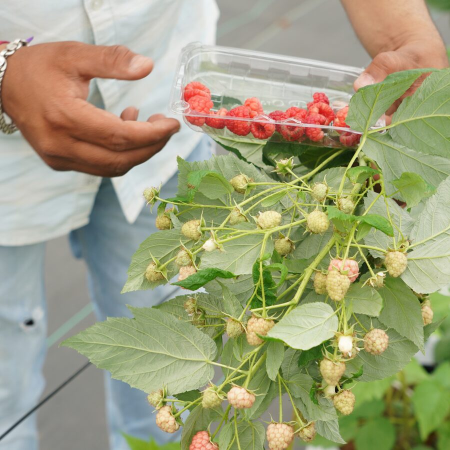 Poly House Farm Tour