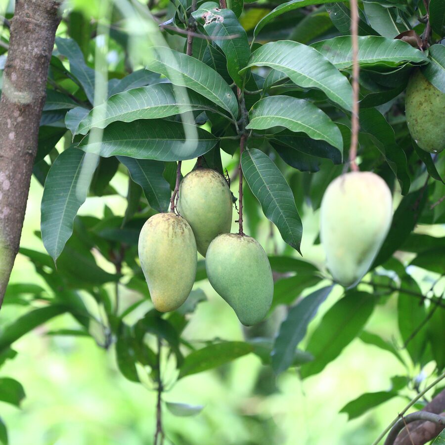 Mango Orchard Experience