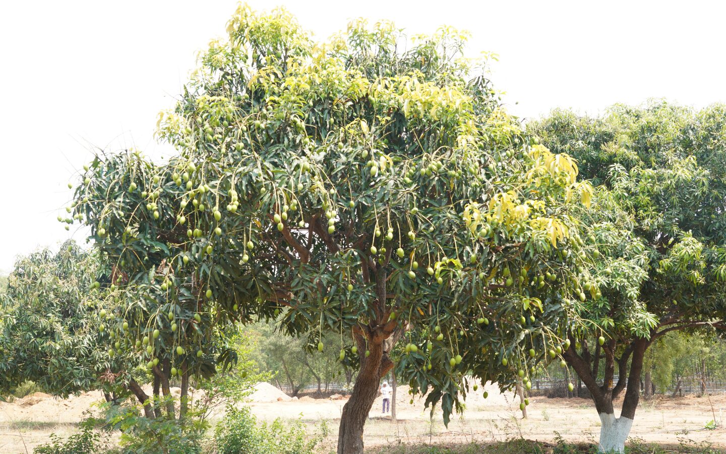 Mango Orchard Experience