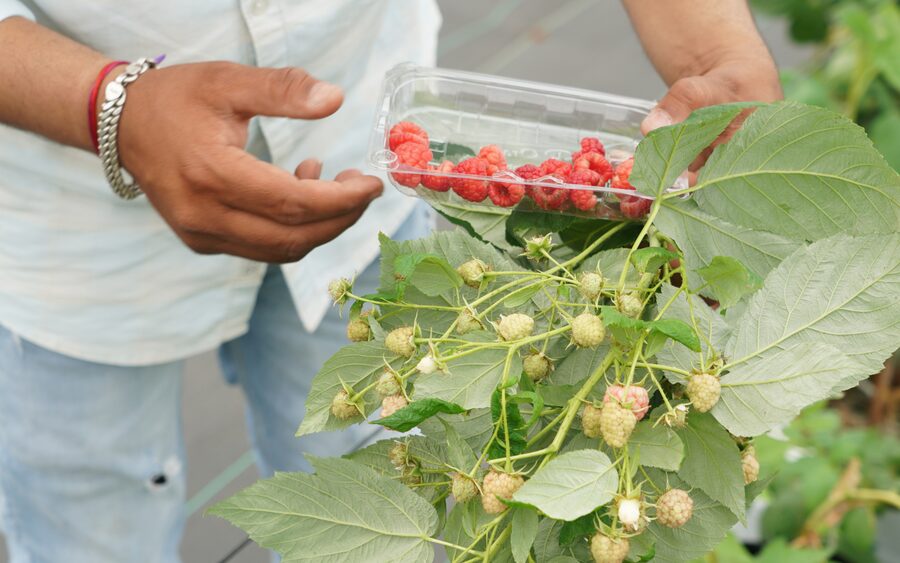 Poly House Farm Tour