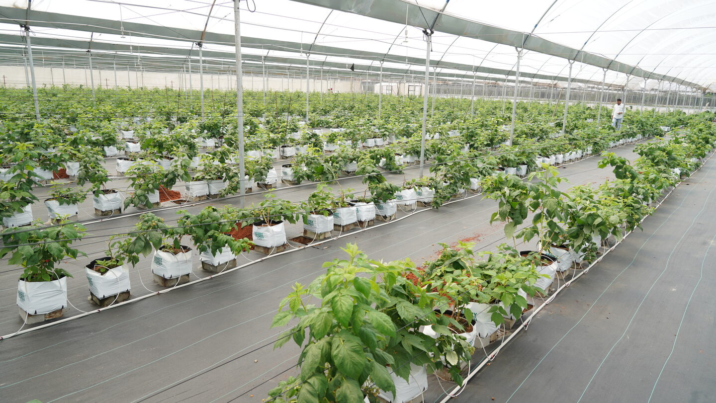 Dhanuka Farms polyhouse interior