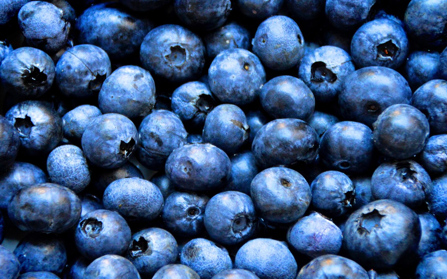 Berry harvest at Dhanuka Farms
