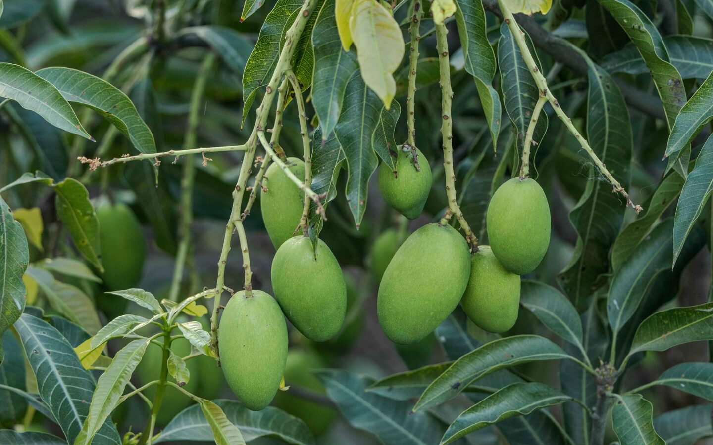 Mango orchard experience at Dhanuka Farms