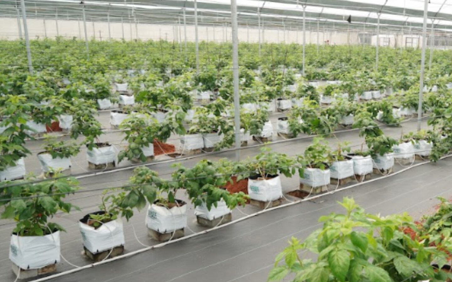 Farm Experience at Dhanuka Farms