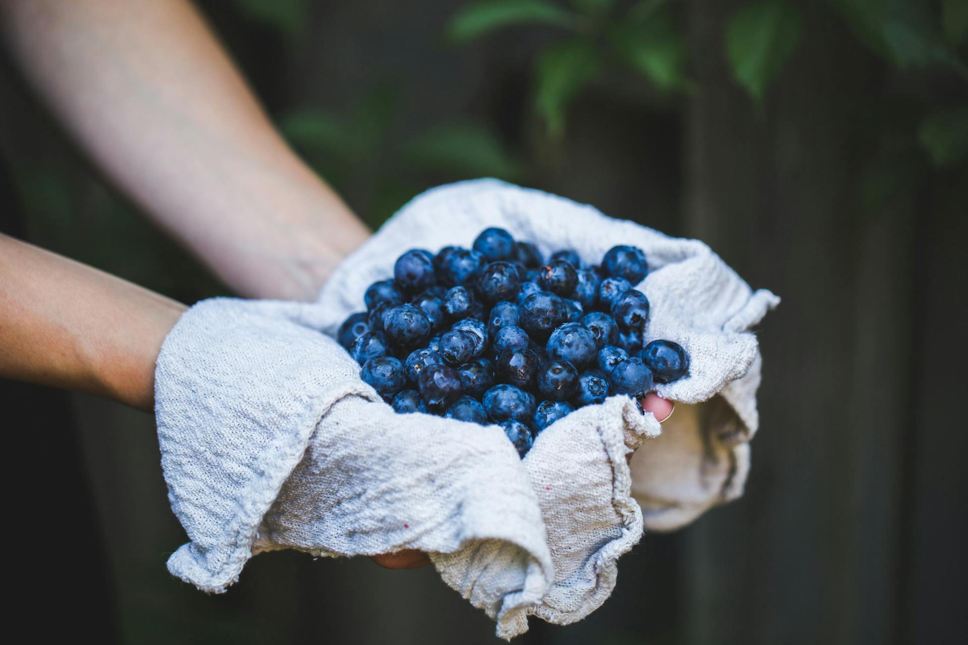 First Blueberry Harvest of the Season — Lot 01-B, Dasarlapalle