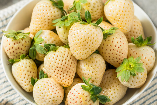 Pineberry Season 2026 — What It Is and Why It Exists Only Here