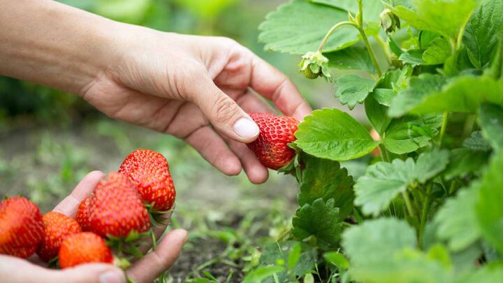 Why Strawberry Picking Near Hyderabad Was Not Possible Until Now