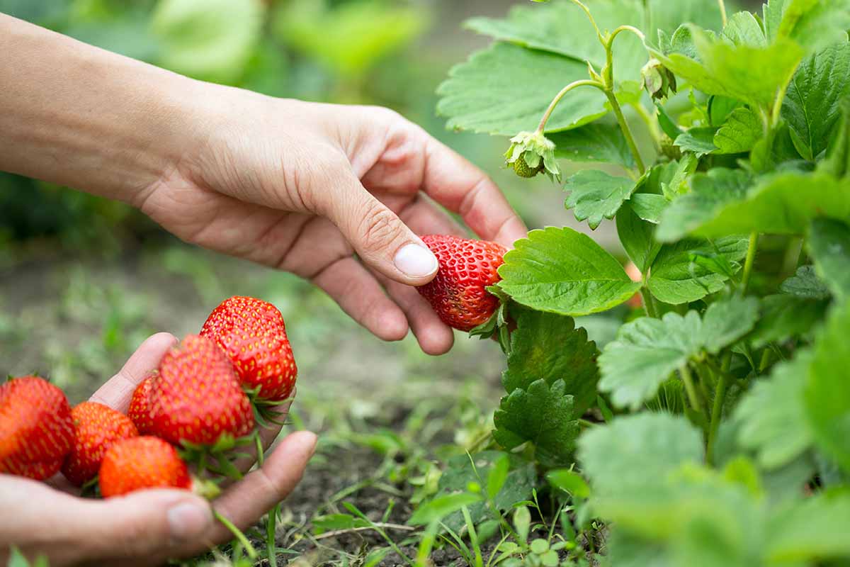 Why Strawberry Picking Near Hyderabad Was Not Possible Until Now
