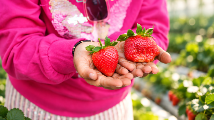 Where Can You Find a Strawberry Farm Near Hyderabad?
